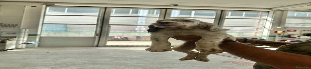 Setter Inglese Cucciolo 2