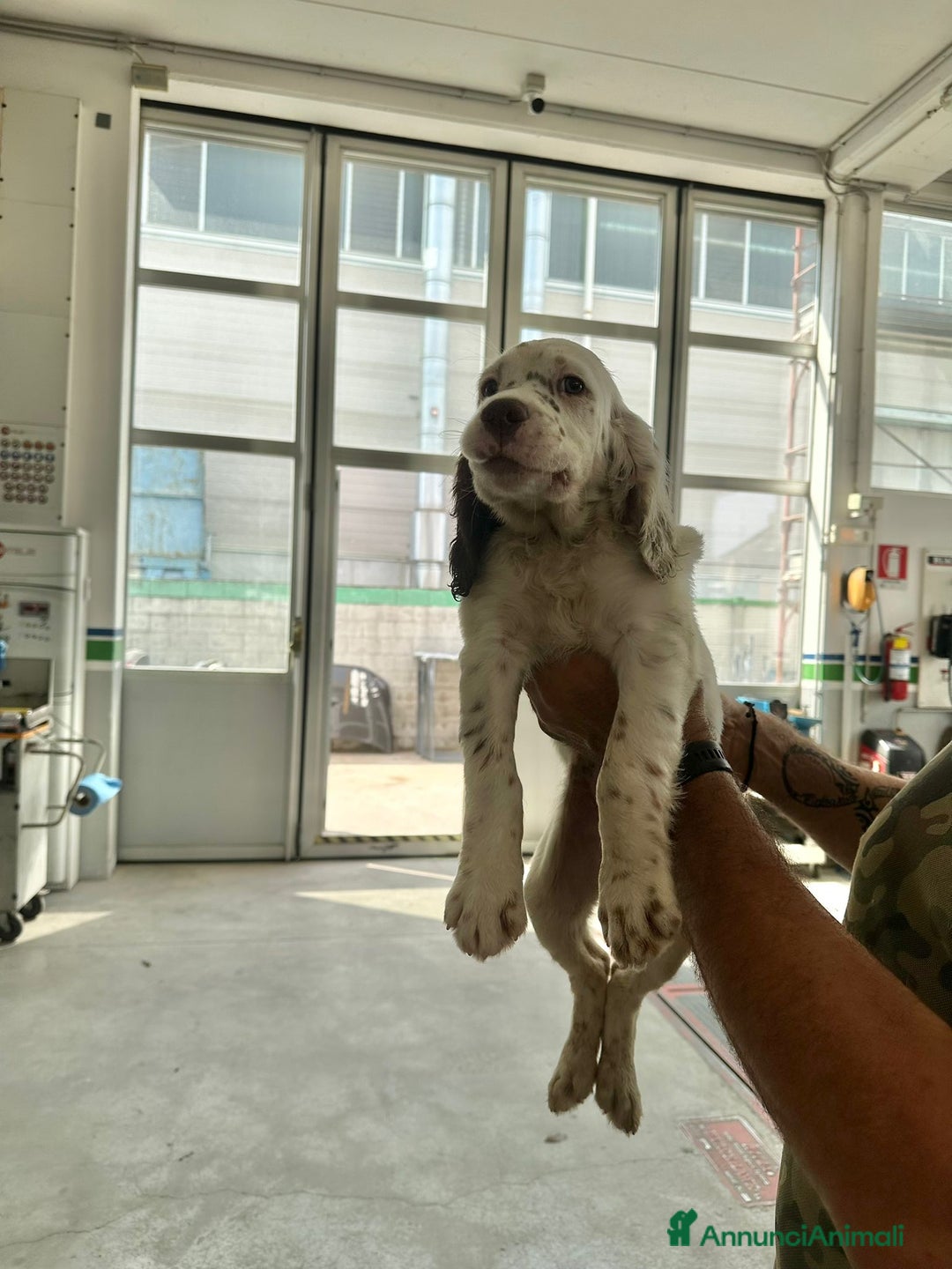 Setter Inglese cani in vendita: Setter inglesi maschi  a Provincia di Verona - Immagine 5