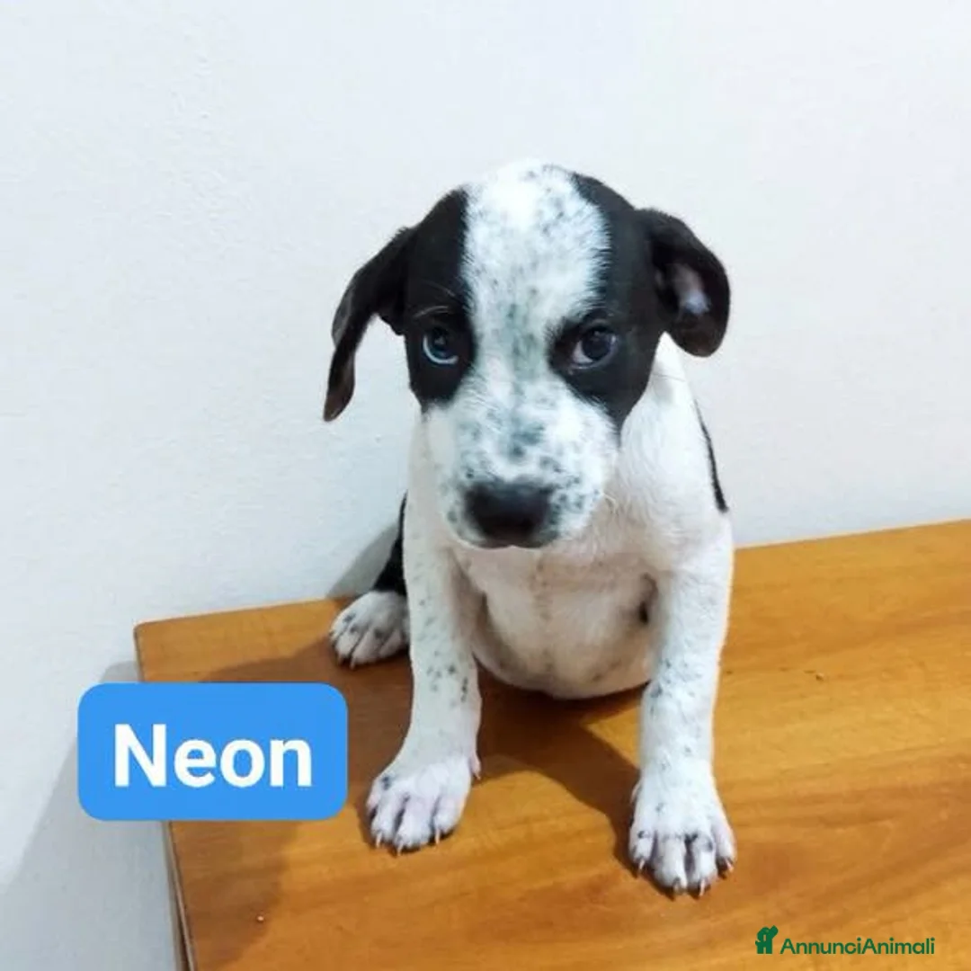 Meticcio cani in regalo: Neon luce e KaIA - Annuncio 1