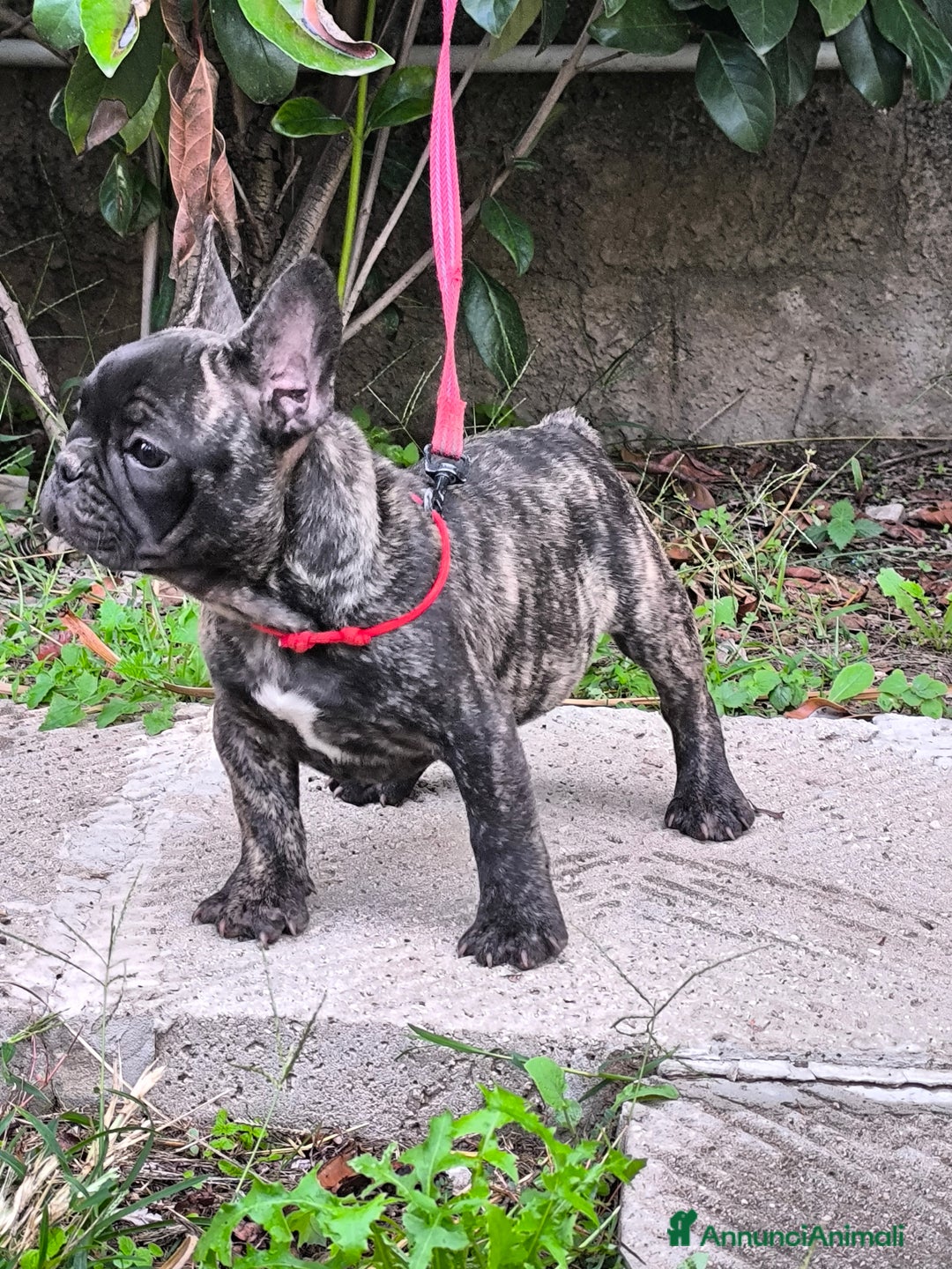 Bulldog Francese cani in vendita: Bulldog francese cuccioli enci a Provincia di Salerno - Annuncio 30
