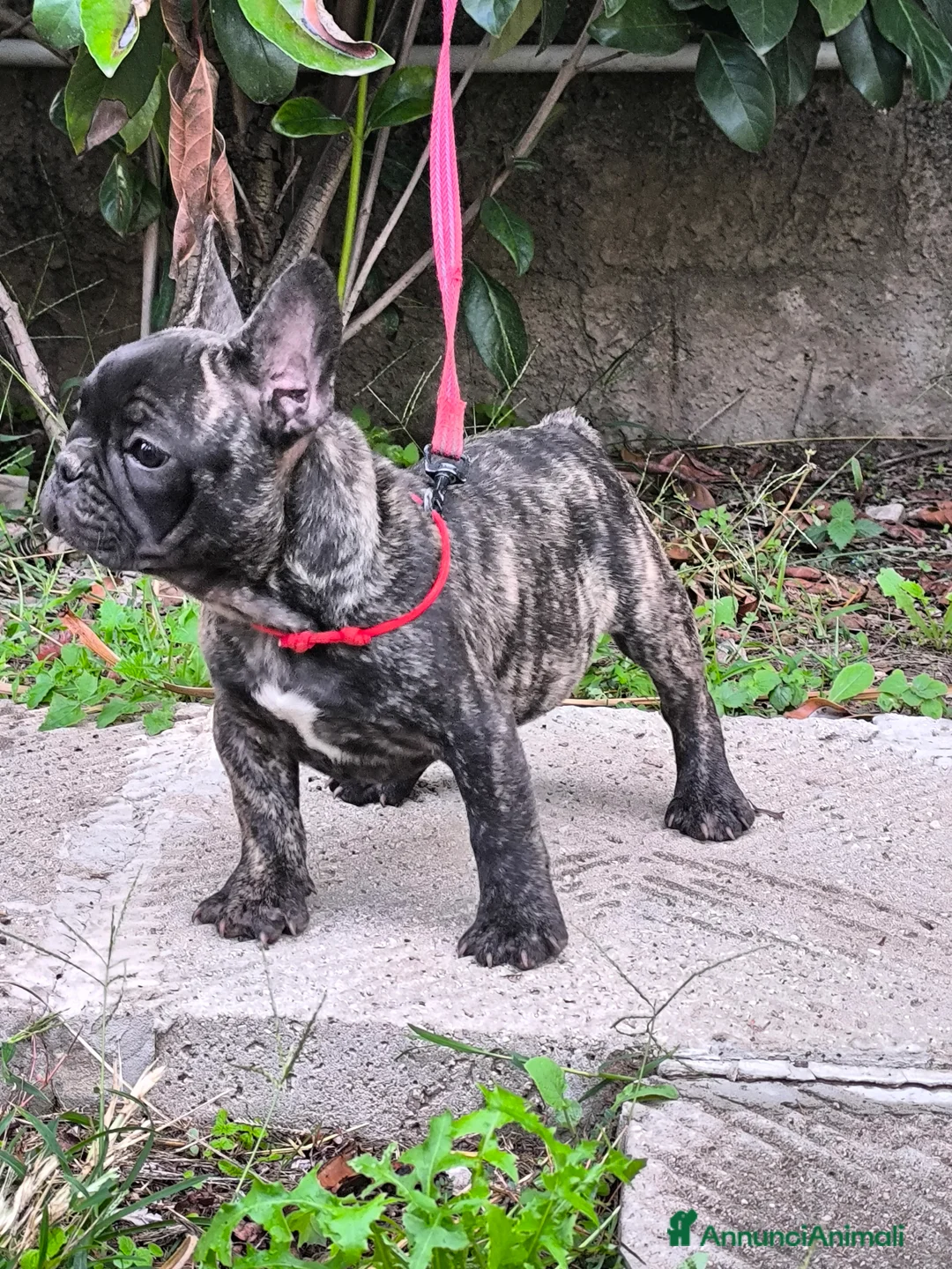 Bulldog Francese cani in vendita: Bulldog francese cuccioli enci a Provincia di Salerno - Annuncio 7