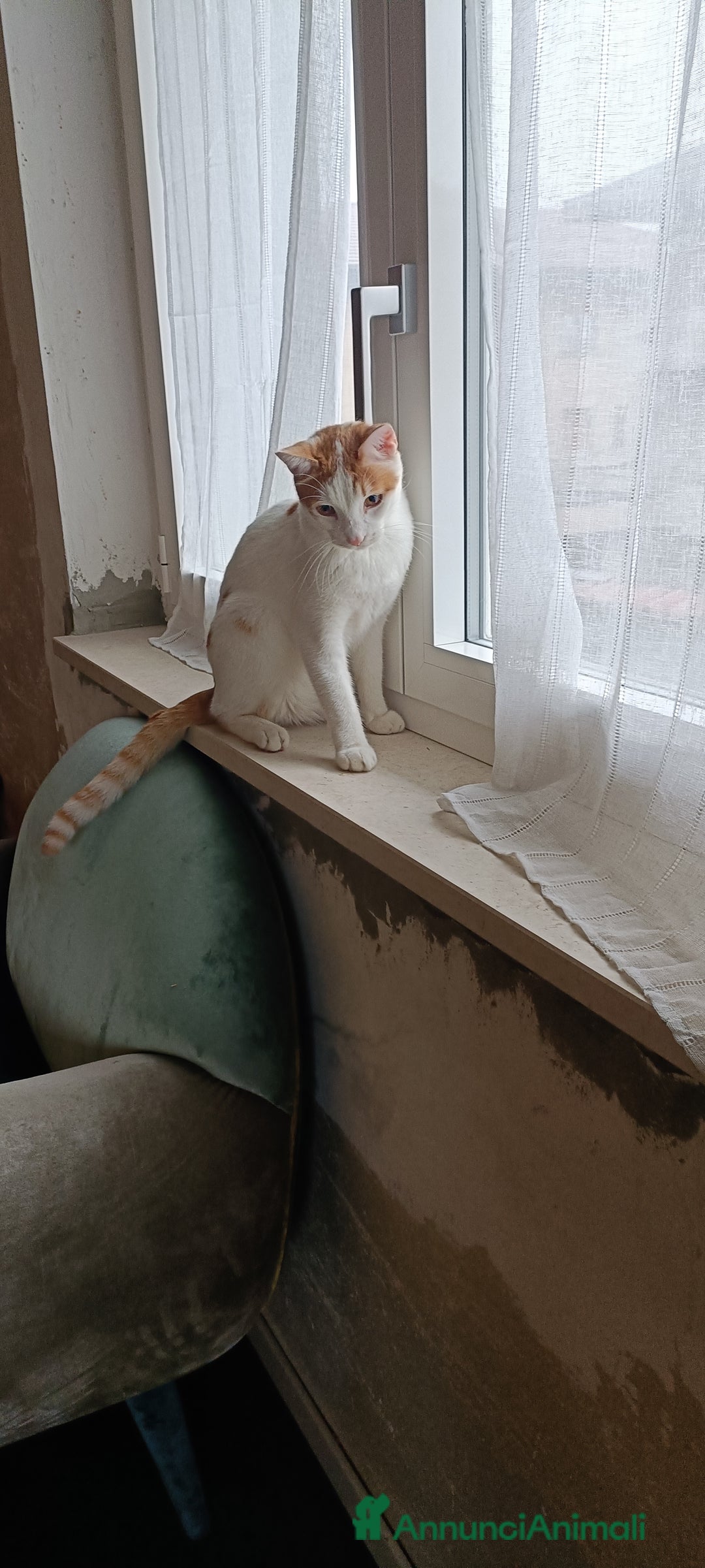 Meticcio gatti in regalo: Simba  - Annuncio 2