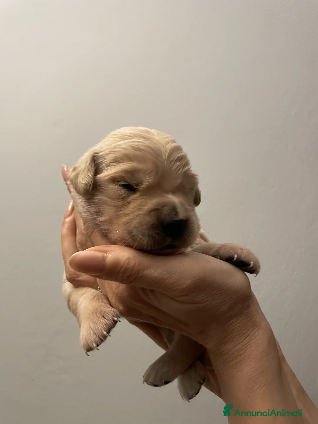 Golden Retriever cani in vendita: Cuccioli di Golden Retriever - Annuncio 2