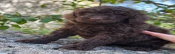 Barboncino cani in vendita: Cucciola di Barbone Reale color cioccolato 🤎 - Annuncio 1