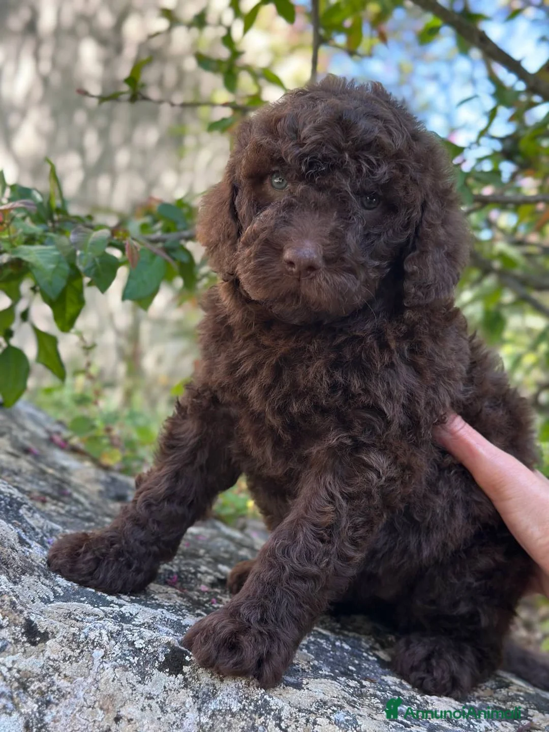 Barboncino cani in vendita: Cucciola di Barbone Reale color cioccolato 🤎 - Annuncio 1
