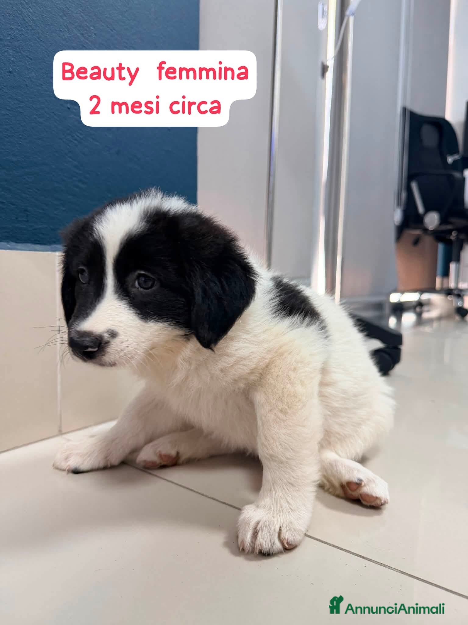 Meticcio cani Beauty dolcissima cucciola simil border collie - Annuncio 26