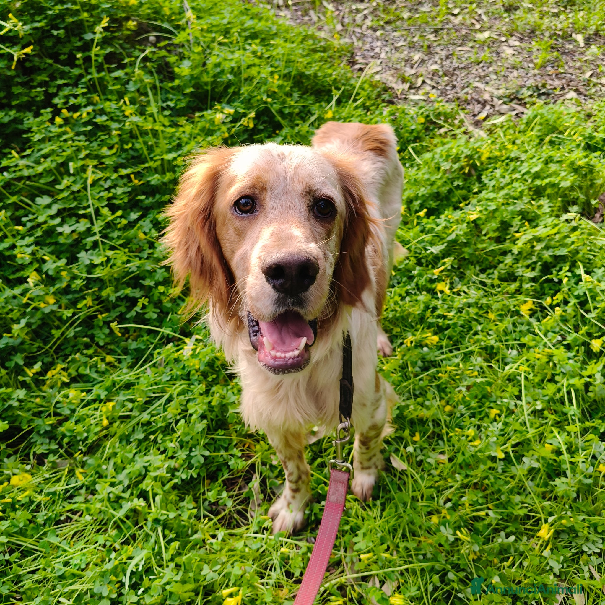 Setter Inglese cani Bijou cerca casa 🏡 - Annuncio 8