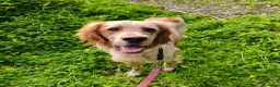 Setter Inglese cani in regalo: Bijou cerca casa 🏡 - Annuncio 1