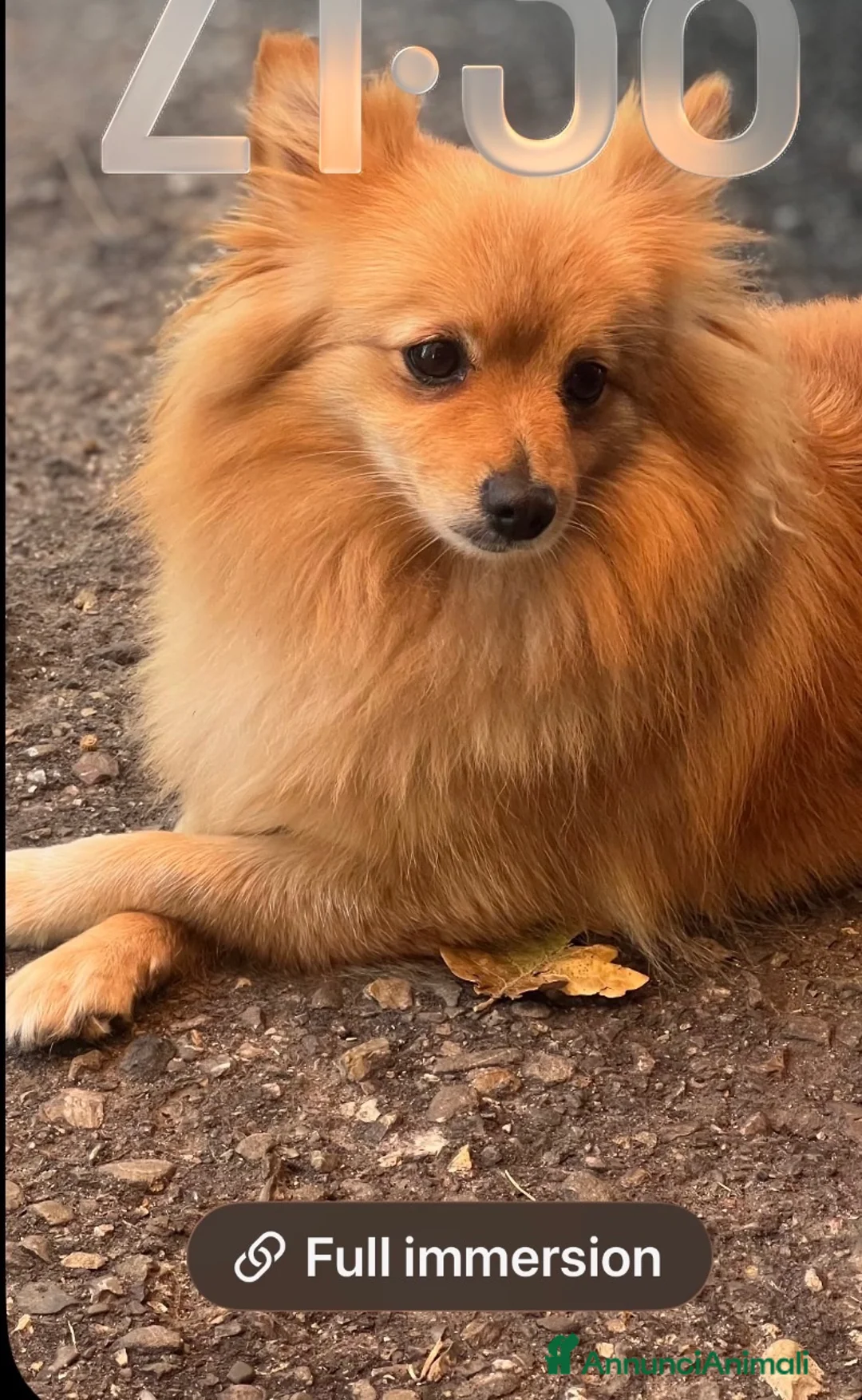 Meticcio cani in vendita: Vendo volpini  a Città Metropolitana di Bologna - Annuncio 1