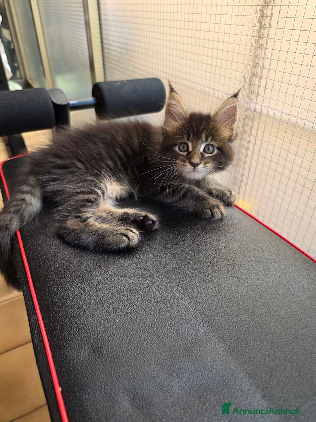 Maine Coon gatti in vendita: Cuccioli Maine Coon a Provincia di Treviso - Immagine 2