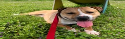 Meticcio cani in regalo: PABLO CERCA CASA - Annuncio 12