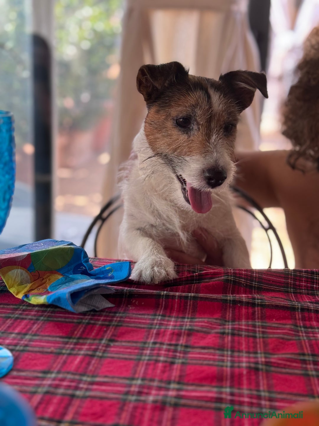 Jack Russell cani per accoppiamento: Sif cerca compagna  - Annuncio 1