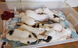 Bulldog cani in vendita: cuccioli di Bulldog inglese a Provincia di Brescia - Immagine 5