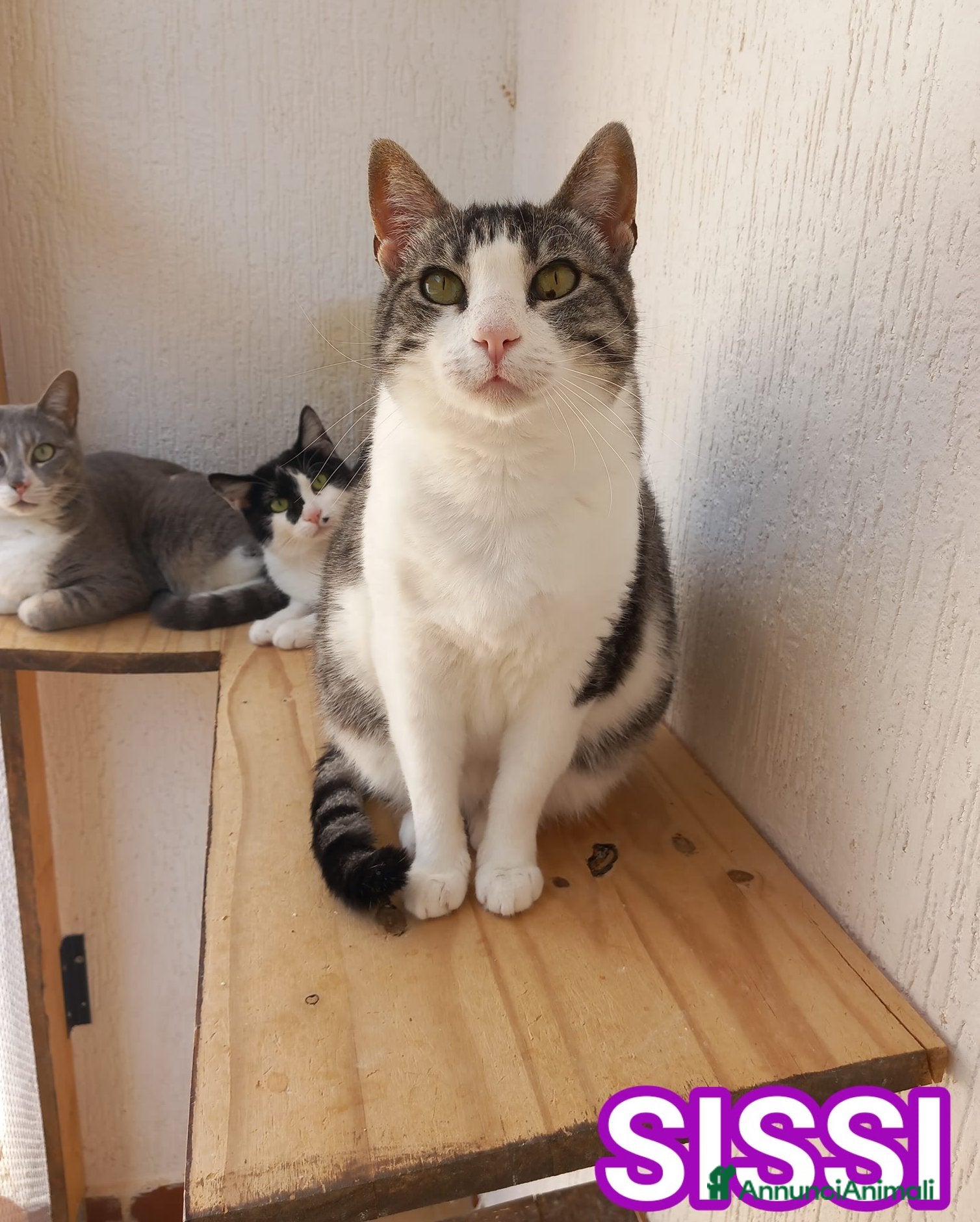 Europeo gatti SISSI, dolce micia in adozione! - Annuncio 3