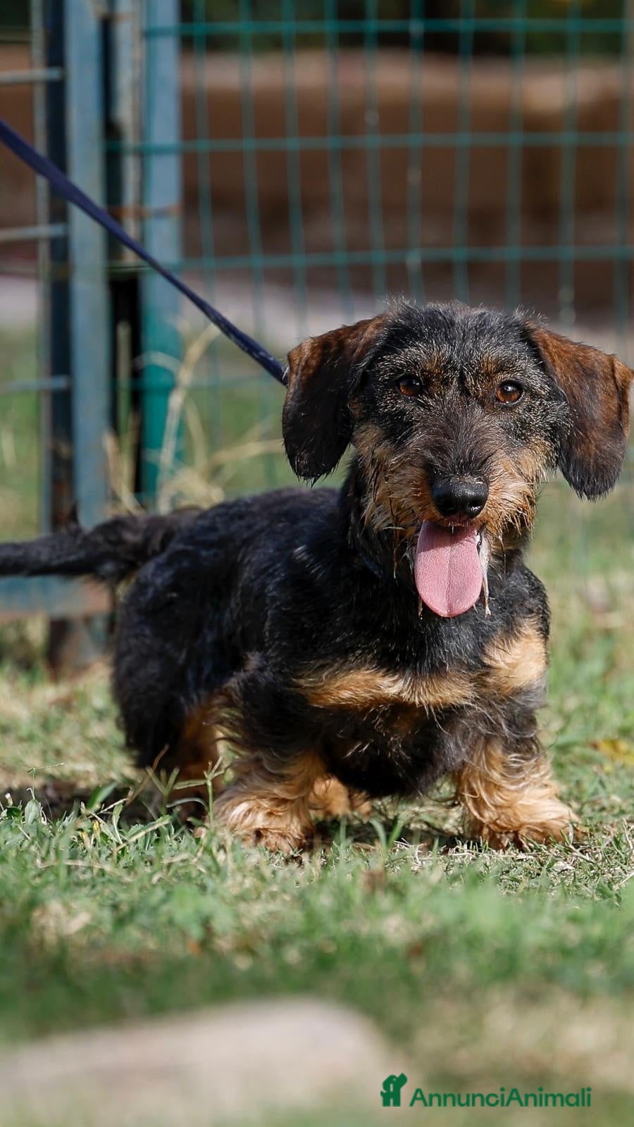 Bassotto cani Bassotti tedeschi pelo duro  - Annuncio 2