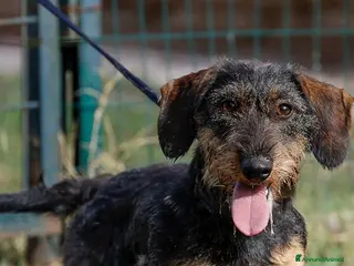 Bassotto cani Bassotti tedeschi pelo duro - Annuncio 2