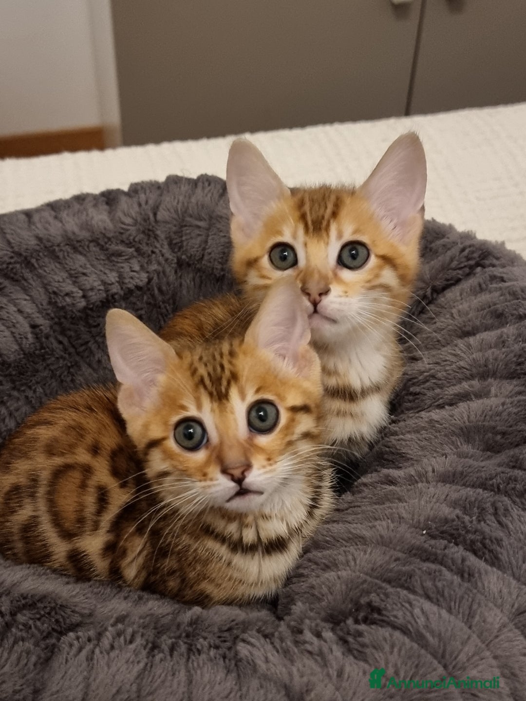 Bengala gatti in vendita: Bengala  - Annuncio 7