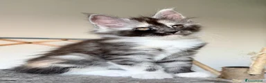 Maine Coon Gattino 2