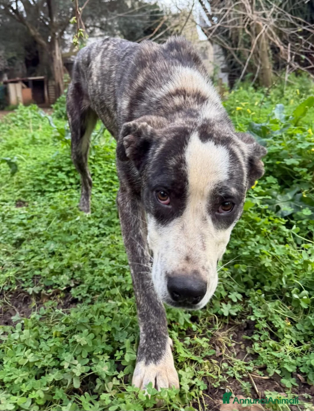 Meticcio cani in regalo: CUCCIOLO OTIS a Città Metropolitana di Firenze - Annuncio 2