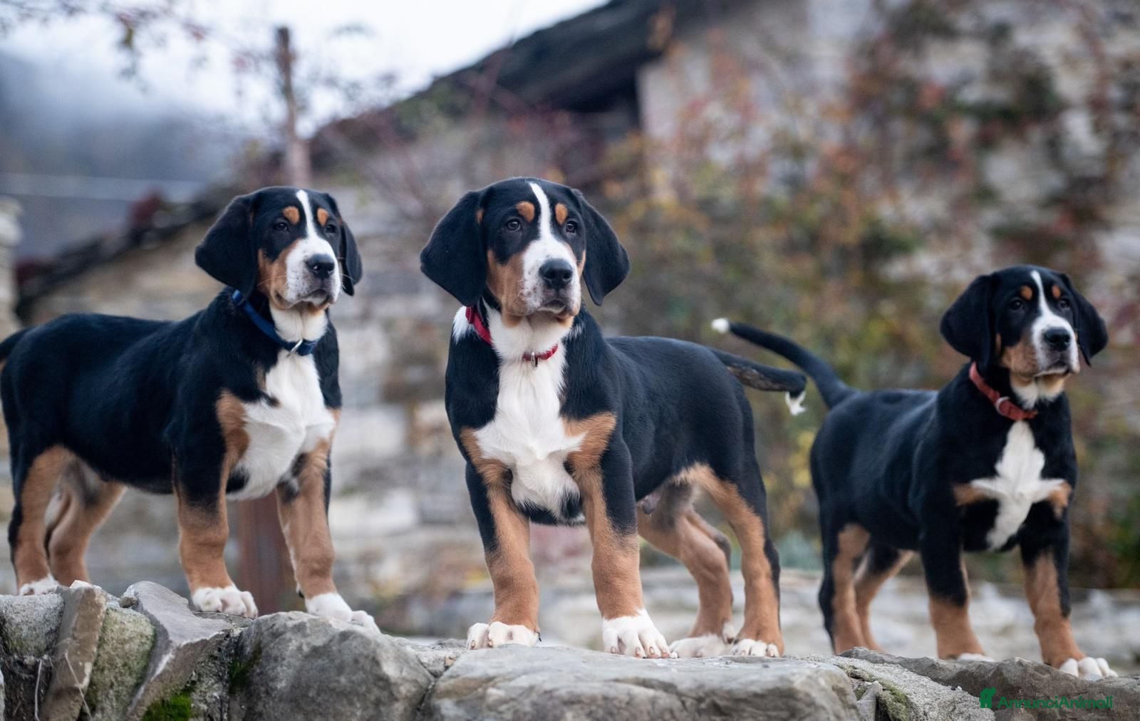 Grande Bovaro Svizzero cani Disponibili cuccioli di grande bovaro svizzero - Annuncio 2