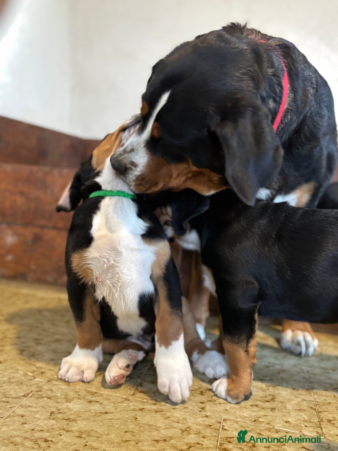 Grande Bovaro Svizzero cani in vendita: Disponibili cuccioli di grande bovaro svizzero - Annuncio 13