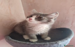 Siberiano gatti in vendita: Gattini siberiani  a Provincia di Padova - Immagine 13