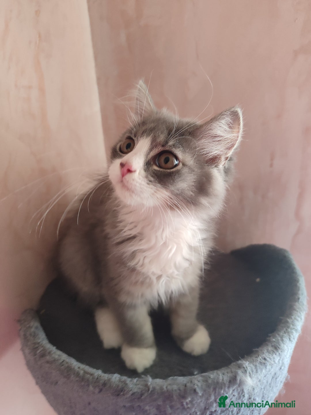 Siberiano gatti in vendita: Gattini siberiani  a Provincia di Padova - Immagine 13