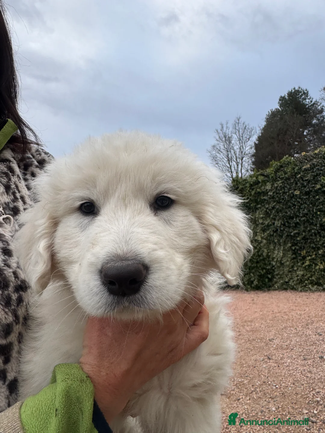 Pastore Maremmano cani in vendita: Cuccioli di pastore maremmano/abruzzese - Annuncio 3