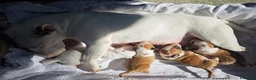 Bull Terrier Mini cani in vendita: Bull Terrier Miniature  - Annuncio 8