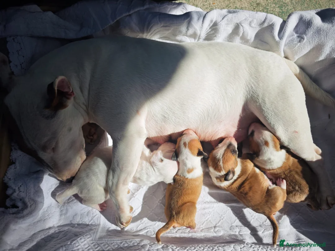 Bull Terrier Mini cani in vendita: Bull Terrier Miniature  - Annuncio 8
