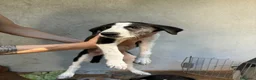 Meticcio cani in vendita: Lurcher  a Provincia di Treviso - Annuncio 3