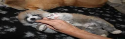 Akita Inu cani in vendita: ULTIME PRENOTAZIONI CUCCIOLI AKITA LOMBARDIA - Annuncio 19