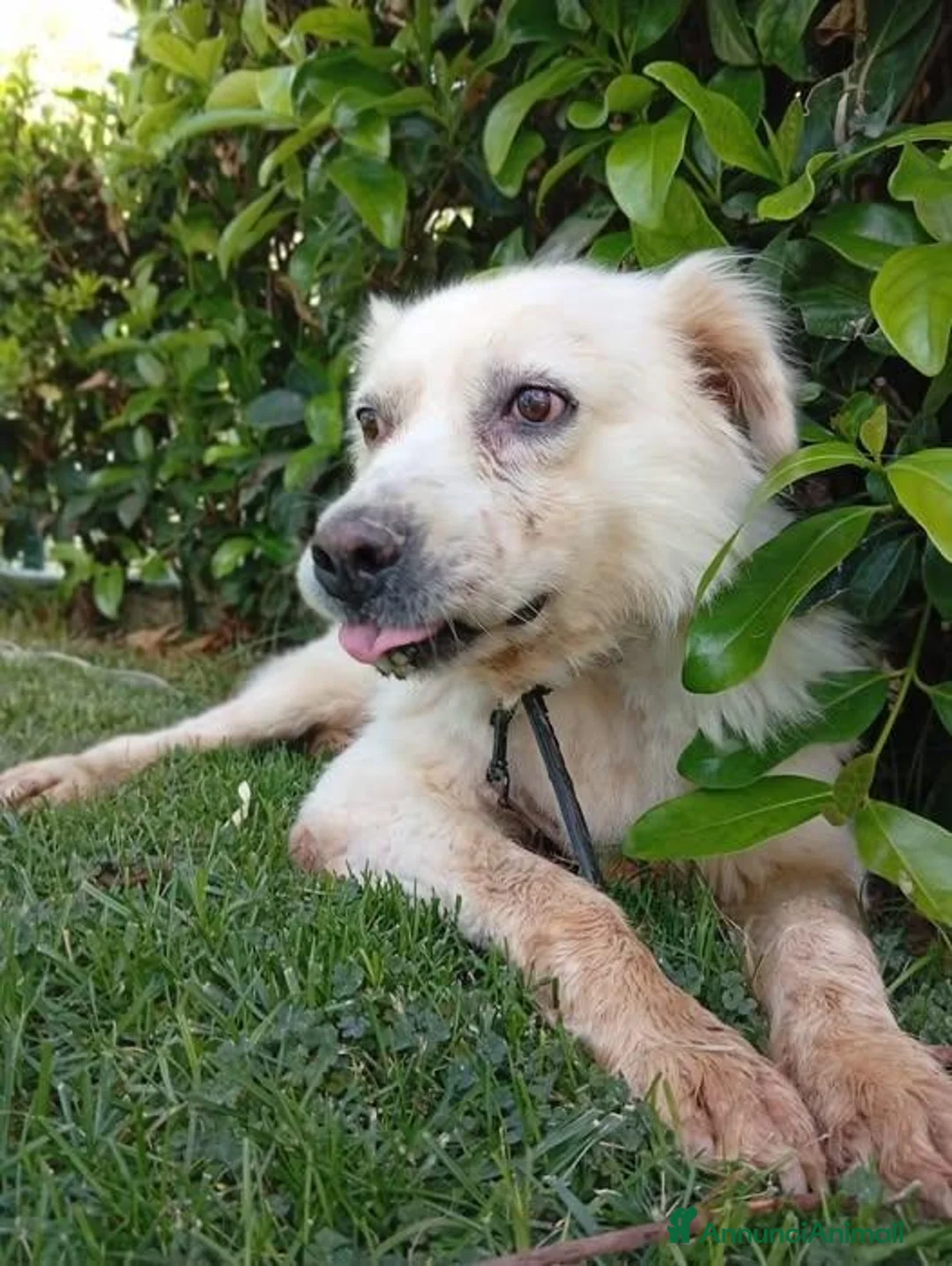 Meticcio cani in regalo: Vagabonda - Annuncio 1