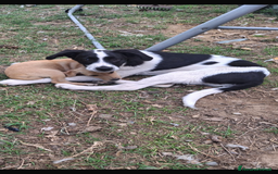 Meticcio cani in regalo: Gerry il cagnolino che fa da papa’ ai cuccioli - Immagine 1