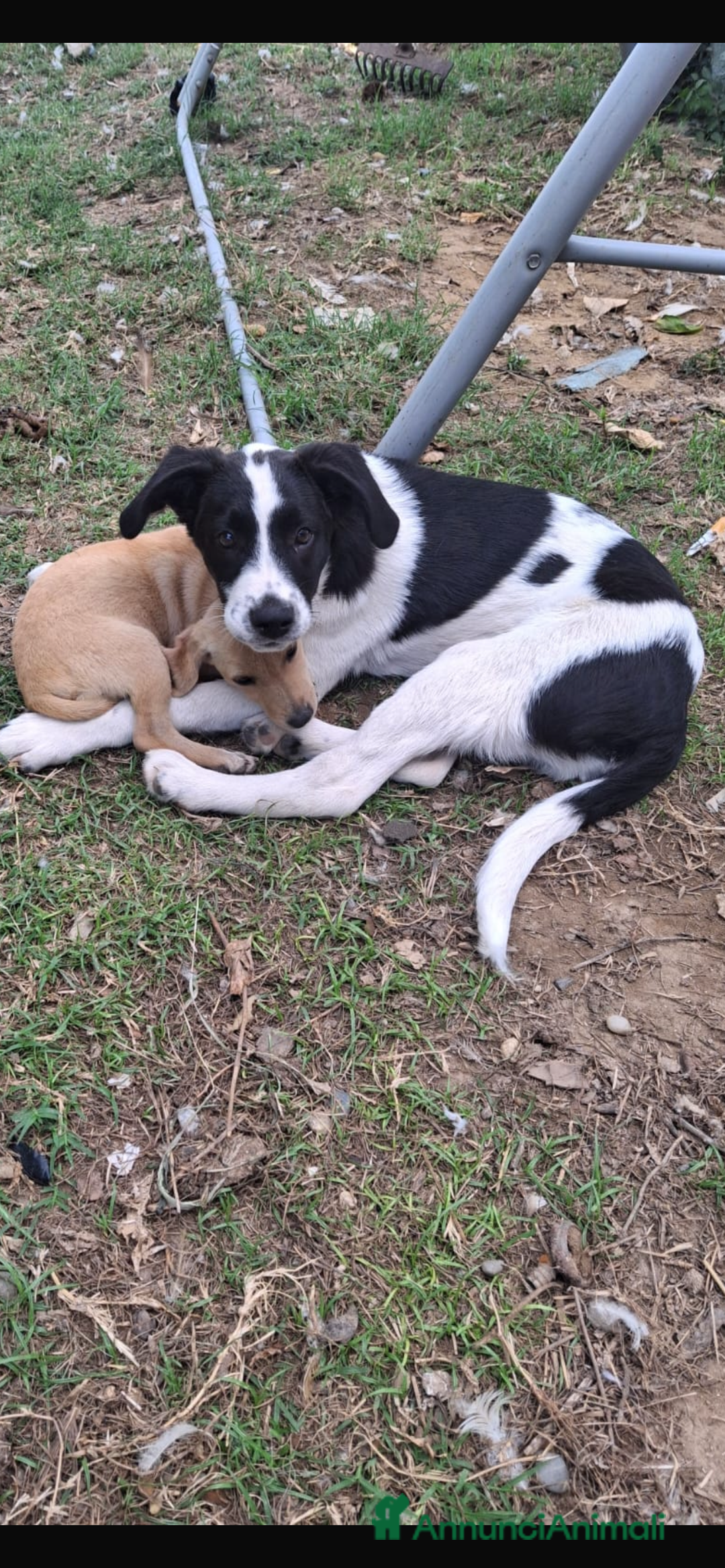 Meticcio cani in regalo: Gerry il cagnolino che fa da papa’ ai cuccioli - Immagine 1