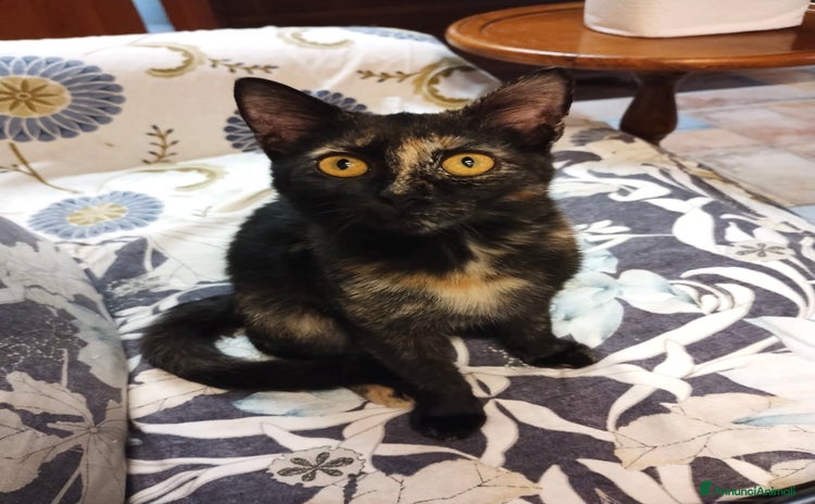 Europeo gatti - Annuncio 19