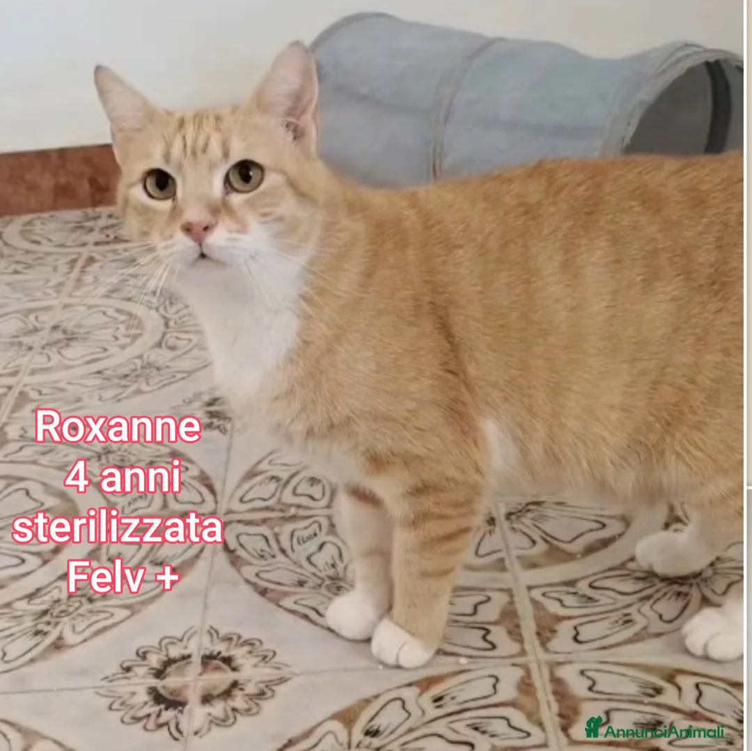 Europeo gatti in regalo: GATTINI ABBANDONATI: URGENTE  a Città Metropolitana di Torino - Annuncio 13