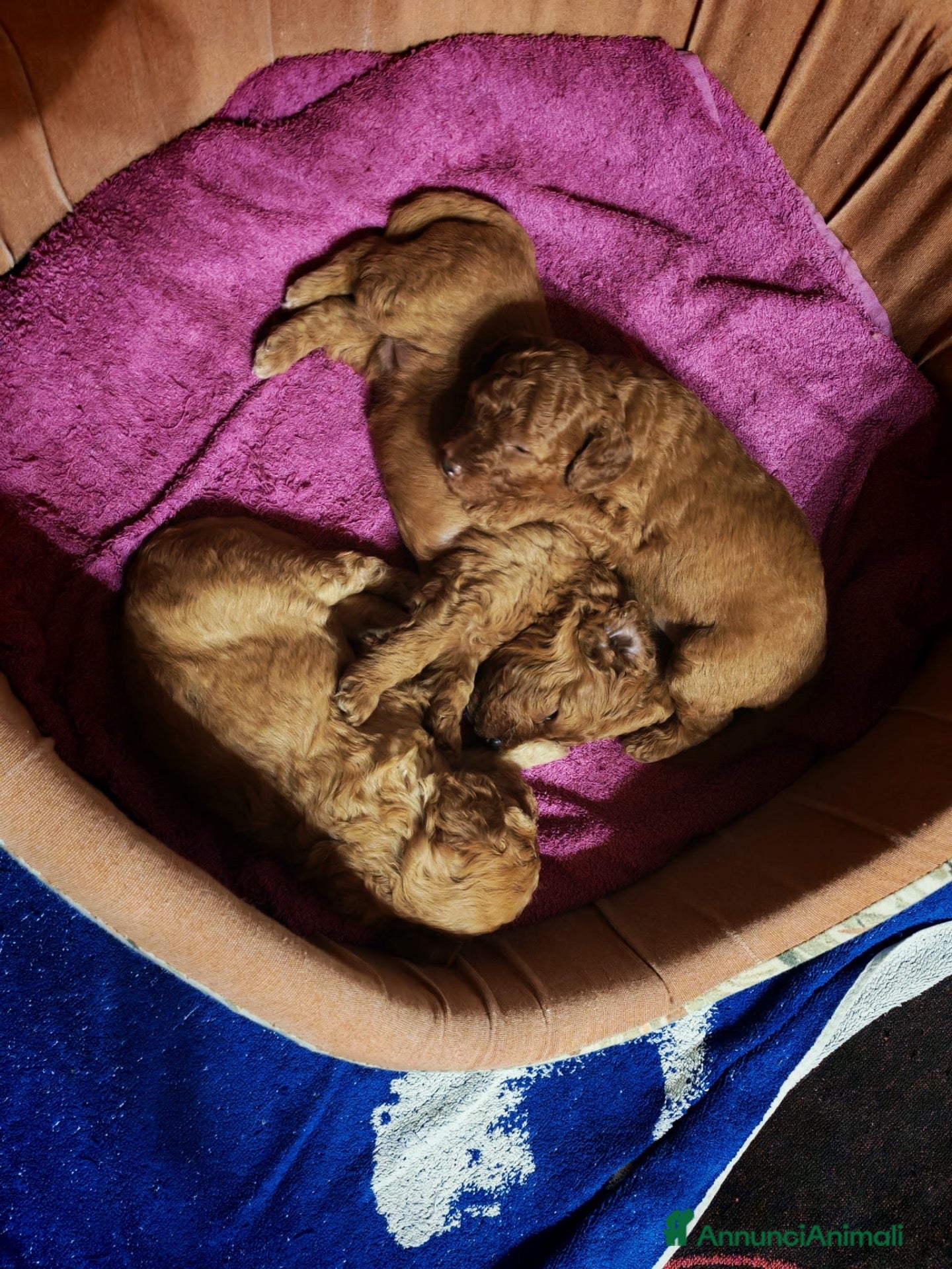 Barboncino cani Barboncino nano - Annuncio 5