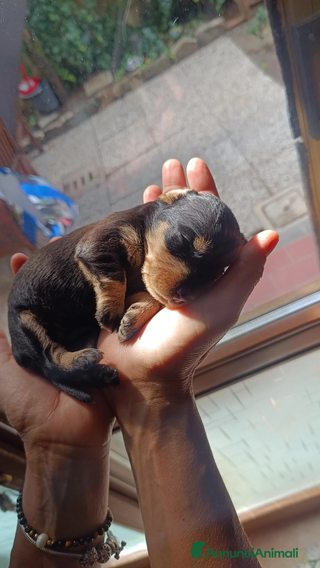 Bassotto cani in vendita: Bassotto a pelo duro standard - Annuncio 2
