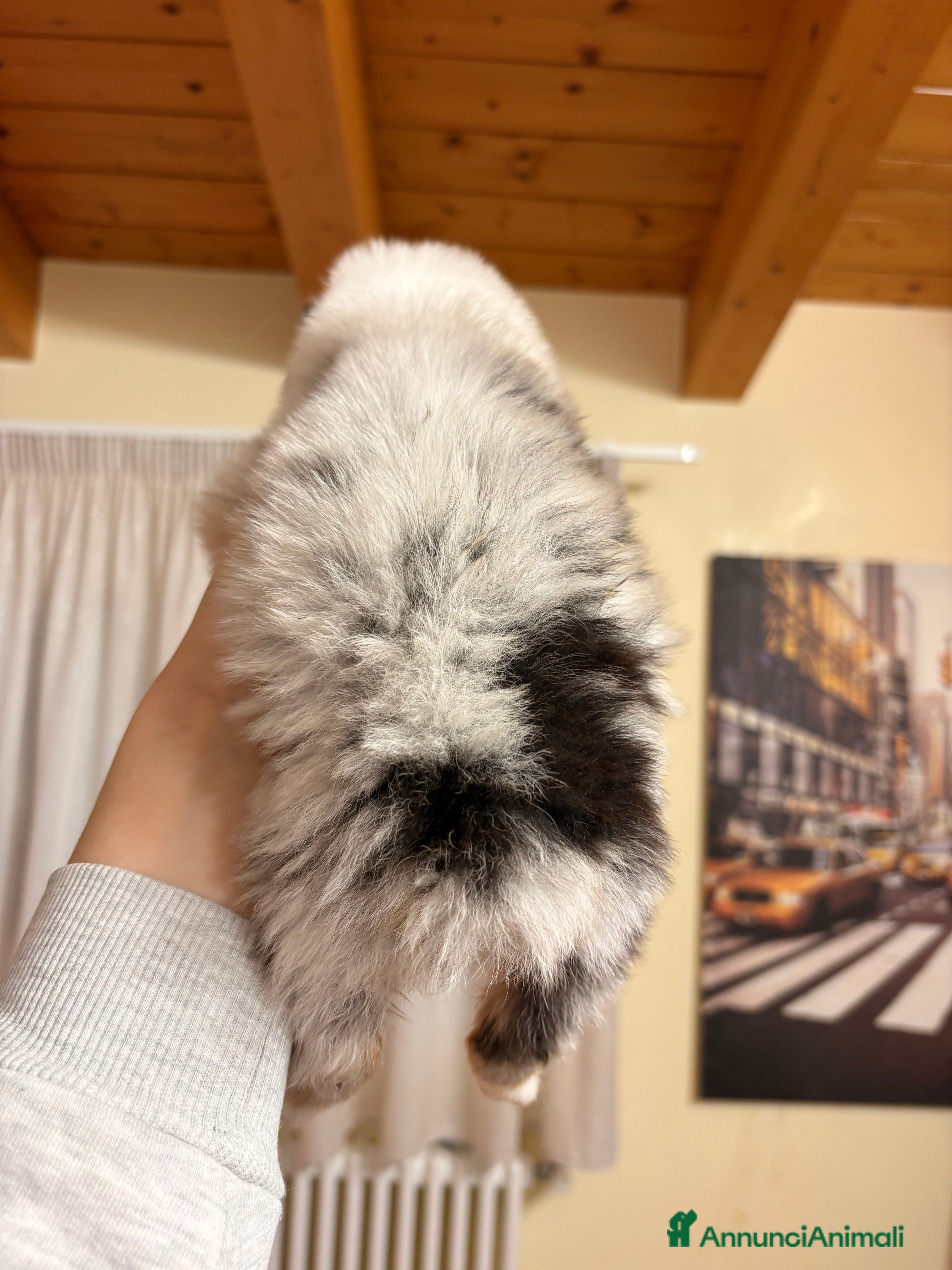 Australian Shepherd cani Bella ultima cucciola pastore australiano  - Annuncio 1