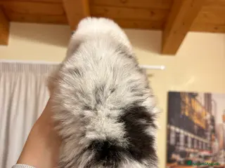 Australian Shepherd cani Bella ultima cucciola pastore australiano - Annuncio 15