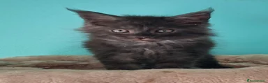 Maine Coon 4