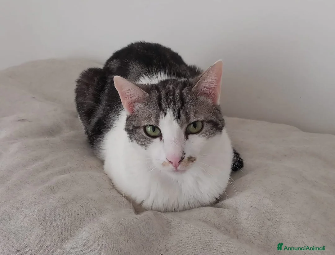 Europeo gatti in regalo: Adorabile gatto in adozione, MIELE! - Annuncio 5