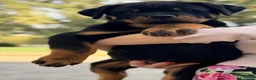 Rottweiler cani in vendita: Rottweiler linea serba pagamento rateale  - Annuncio 5