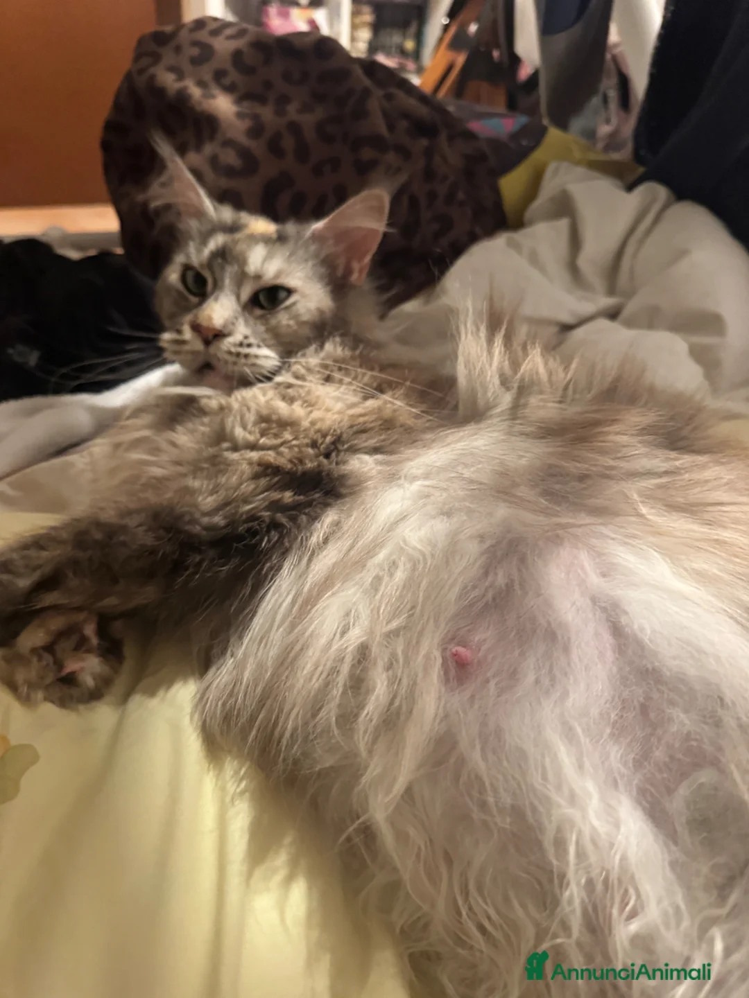 Maine Coon gatti in vendita: CUCCIOLI MAINE COON ALTA GENEALOGIA - Annuncio 12