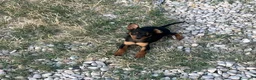 Pinscher Miniatura cani in vendita: Pincher toy - Annuncio 8
