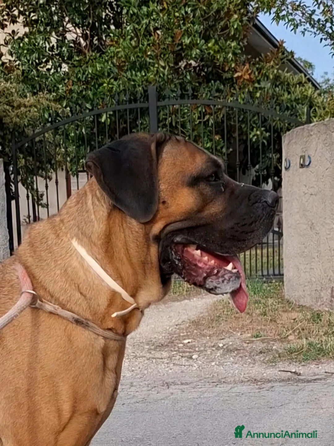Cane Corso cani in vendita: Cane corso - Annuncio 14