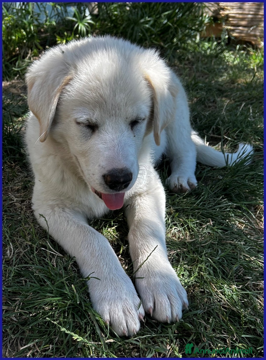 Pastore Maremmano cani in regalo: MAYO, CUCCIOLA 2 MESI MIX MAREMMANA, MERAVIGLIOSA  - Annuncio 5
