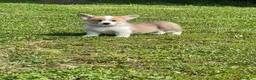 Corgi Pembroke cani in vendita: MARIA VITTORIA PAPILOVIT  a Provincia di Verona - Annuncio 5