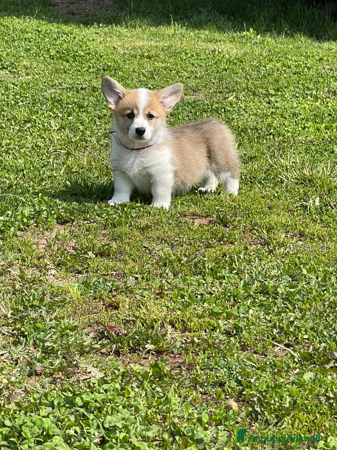 Corgi Pembroke cani in vendita: MARIA VITTORIA PAPILOVIT  a Provincia di Verona - Annuncio 5